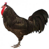 https://www.americanbreeder.com/images/com_adsmanager/categories/2878cat_t.jpg