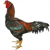 https://www.americanbreeder.com/images/com_adsmanager/categories/2879cat_t.jpg