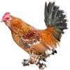 https://www.americanbreeder.com/images/com_adsmanager/categories/2884cat_t.jpg