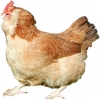 https://www.americanbreeder.com/images/com_adsmanager/categories/2886cat_t.jpg