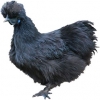 https://www.americanbreeder.com/images/com_adsmanager/categories/2888cat_t.jpg