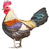 https://www.americanbreeder.com/images/com_adsmanager/categories/2893cat_t.jpg