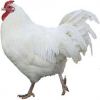 https://www.americanbreeder.com/images/com_adsmanager/categories/2898cat_t.jpg