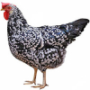 https://www.americanbreeder.com/images/com_adsmanager/categories/2909cat_t.jpg
