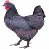 https://www.americanbreeder.com/images/com_adsmanager/categories/2919cat_t.jpg