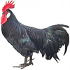 https://www.americanbreeder.com/images/com_adsmanager/categories/2922cat_t.jpg