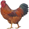https://www.americanbreeder.com/images/com_adsmanager/categories/2926cat_t.jpg
