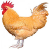 https://www.americanbreeder.com/images/com_adsmanager/categories/2927cat_t.jpg