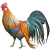 https://www.americanbreeder.com/images/com_adsmanager/categories/2928cat_t.jpg