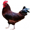 https://www.americanbreeder.com/images/com_adsmanager/categories/2930cat_t.jpg