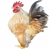 https://www.americanbreeder.com/images/com_adsmanager/categories/2931cat_t.jpg