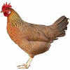https://www.americanbreeder.com/images/com_adsmanager/categories/2936cat_t.jpg