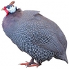 https://www.americanbreeder.com/images/com_adsmanager/categories/2937cat_t.jpg