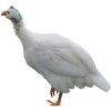 https://www.americanbreeder.com/images/com_adsmanager/categories/2942cat_t.jpg