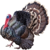 https://www.americanbreeder.com/images/com_adsmanager/categories/2951cat_t.jpg