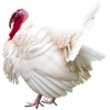 https://www.americanbreeder.com/images/com_adsmanager/categories/2955cat_t.jpg