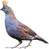 https://www.americanbreeder.com/images/com_adsmanager/categories/2958cat_t.jpg