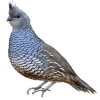 https://www.americanbreeder.com/images/com_adsmanager/categories/2961cat_t.jpg