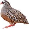 https://www.americanbreeder.com/images/com_adsmanager/categories/2971cat_t.jpg