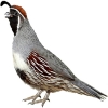 https://www.americanbreeder.com/images/com_adsmanager/categories/2976cat_t.jpg