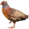 https://www.americanbreeder.com/images/com_adsmanager/categories/2978cat_t.jpg