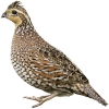 https://www.americanbreeder.com/images/com_adsmanager/categories/2983cat_t.jpg