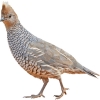 https://www.americanbreeder.com/images/com_adsmanager/categories/2989cat_t.jpg