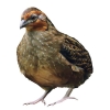 https://www.americanbreeder.com/images/com_adsmanager/categories/2990cat_t.jpg