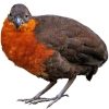 https://www.americanbreeder.com/images/com_adsmanager/categories/3000cat_t.jpg