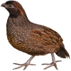 https://www.americanbreeder.com/images/com_adsmanager/categories/3001cat_t.jpg