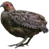 https://www.americanbreeder.com/images/com_adsmanager/categories/3002cat_t.jpg