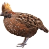 https://www.americanbreeder.com/images/com_adsmanager/categories/3005cat_t.jpg