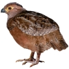 https://www.americanbreeder.com/images/com_adsmanager/categories/3007cat_t.jpg