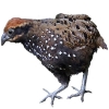 https://www.americanbreeder.com/images/com_adsmanager/categories/3008cat_t.jpg