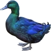 https://www.americanbreeder.com/images/com_adsmanager/categories/3021cat_t.jpg