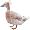 https://www.americanbreeder.com/images/com_adsmanager/categories/3022cat_t.jpg