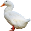 https://www.americanbreeder.com/images/com_adsmanager/categories/3026cat_t.jpg