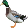 https://www.americanbreeder.com/images/com_adsmanager/categories/3027cat_t.jpg