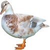 https://www.americanbreeder.com/images/com_adsmanager/categories/3030cat_t.jpg
