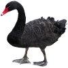 https://www.americanbreeder.com/images/com_adsmanager/categories/3033cat_t.jpg