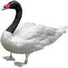 https://www.americanbreeder.com/images/com_adsmanager/categories/3034cat_t.jpg