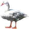 https://www.americanbreeder.com/images/com_adsmanager/categories/3035cat_t.jpg