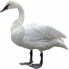 https://www.americanbreeder.com/images/com_adsmanager/categories/3038cat_t.jpg