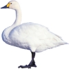 https://www.americanbreeder.com/images/com_adsmanager/categories/3039cat_t.jpg