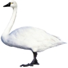 https://www.americanbreeder.com/images/com_adsmanager/categories/3040cat_t.jpg