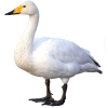 https://www.americanbreeder.com/images/com_adsmanager/categories/3041cat_t.jpg