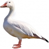https://www.americanbreeder.com/images/com_adsmanager/categories/3046cat_t.jpg