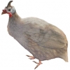 https://www.americanbreeder.com/images/com_adsmanager/categories/3047cat_t.jpg