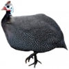 https://www.americanbreeder.com/images/com_adsmanager/categories/3049cat_t.jpg