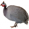 https://www.americanbreeder.com/images/com_adsmanager/categories/3051cat_t.jpg